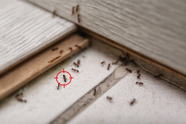 Best Pest Inspection Near Me  in Como, MS